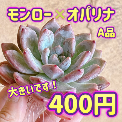 モンロー×オパリナ　A品　カット苗