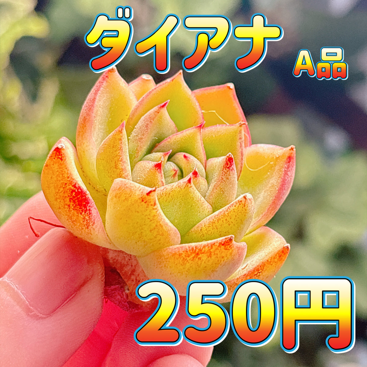 ダイアナ　A品　カット苗