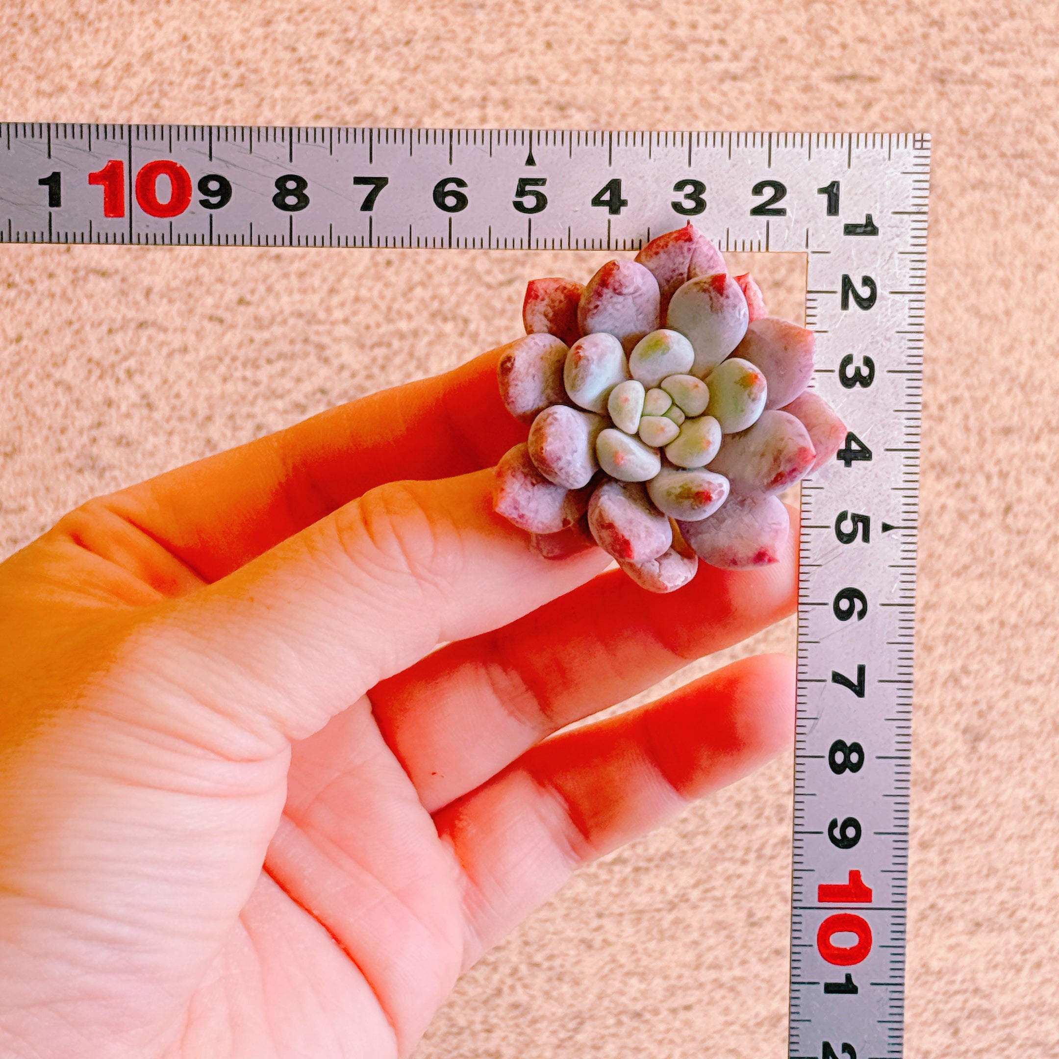 ハーフサマー A品 カット苗 – Bull Succulent