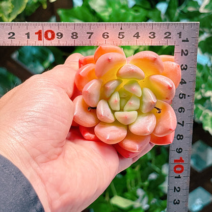 ゴールデングースエッグ　特級品　カット苗