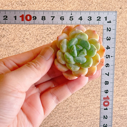 ピンクモリー　A品　カット苗