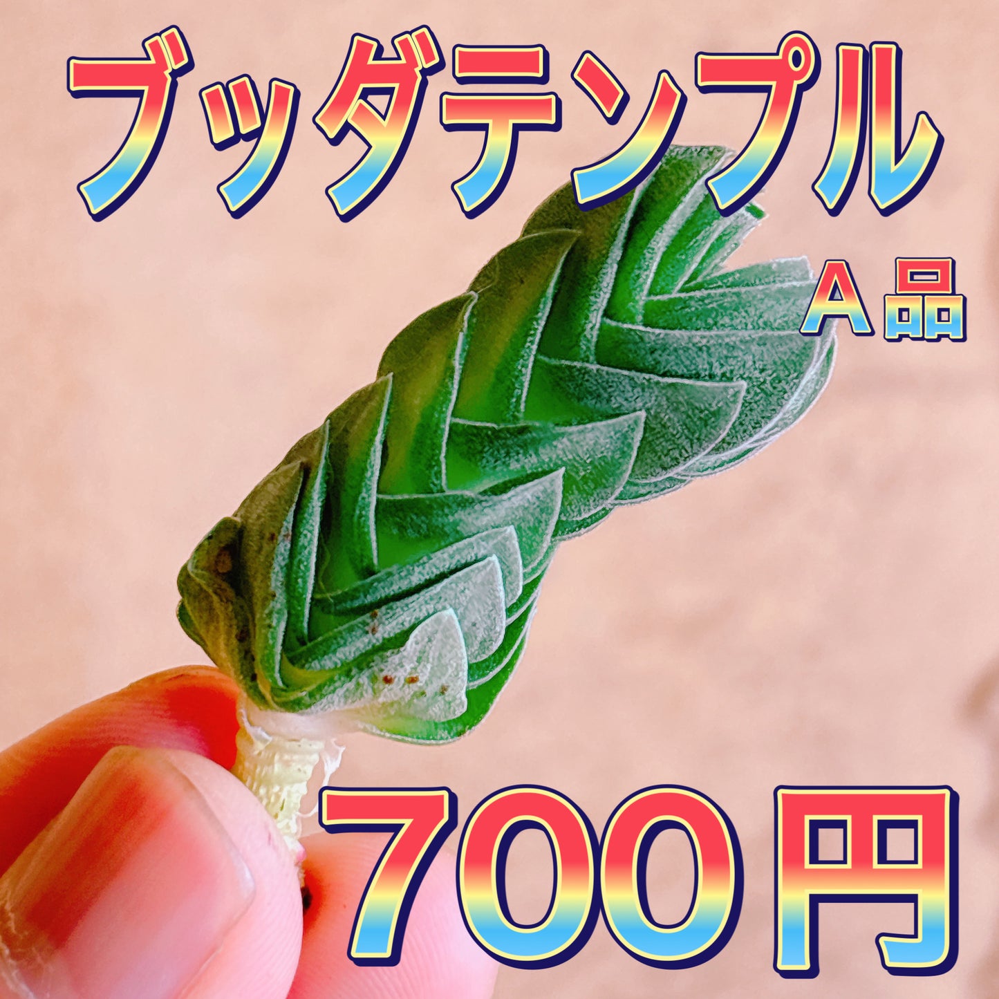 ブッダテンプル　A品　カット苗