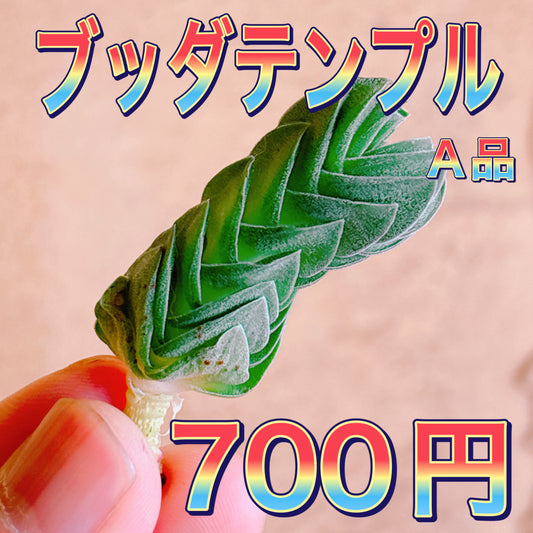 ブッダテンプル　A品　カット苗