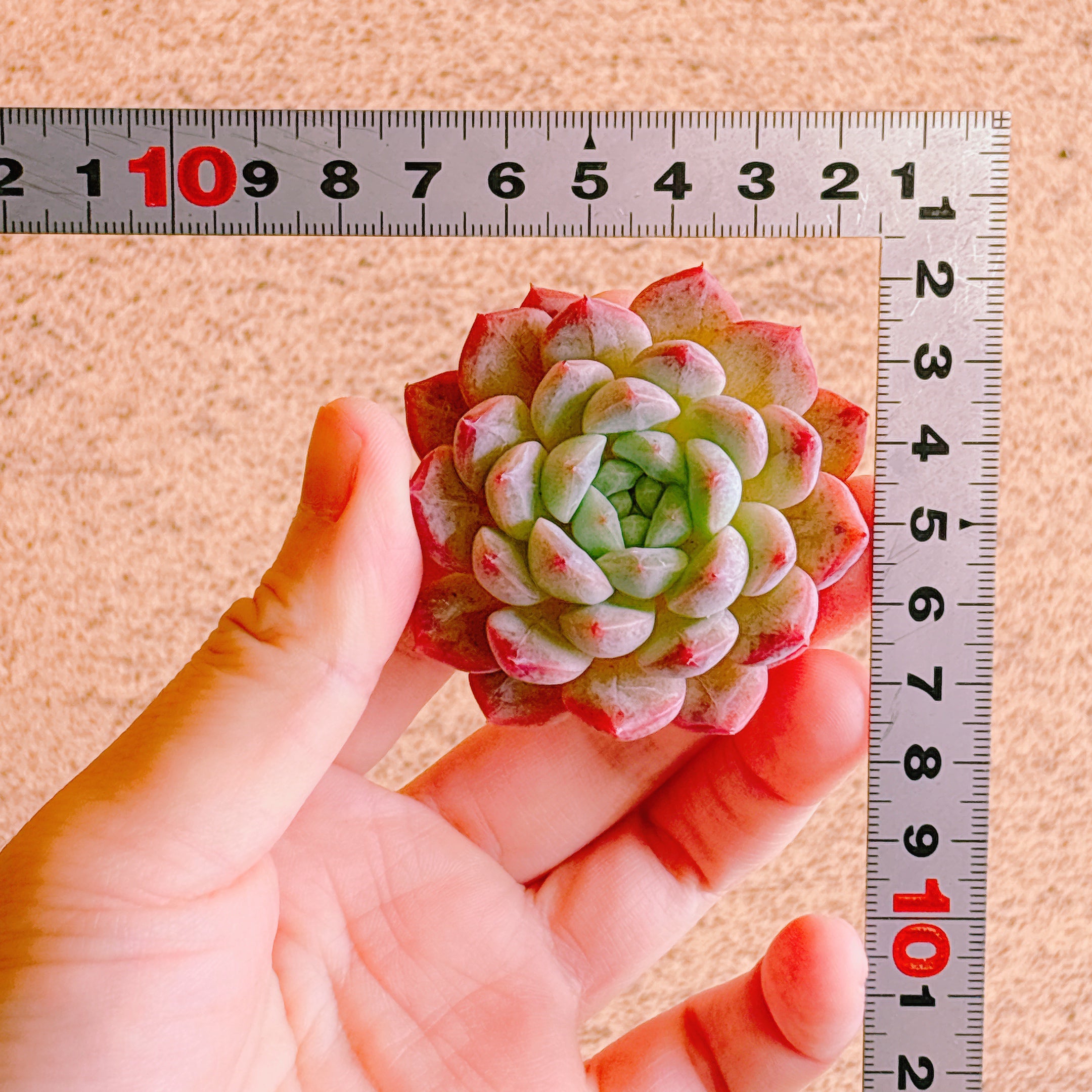 パンダ A品 カット苗 – Bull Succulent