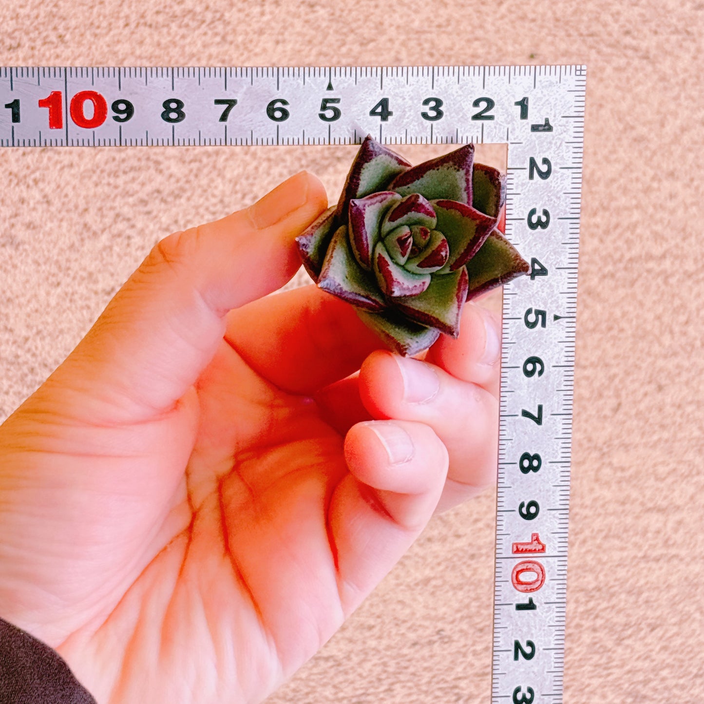 エボニー　A品　カット苗