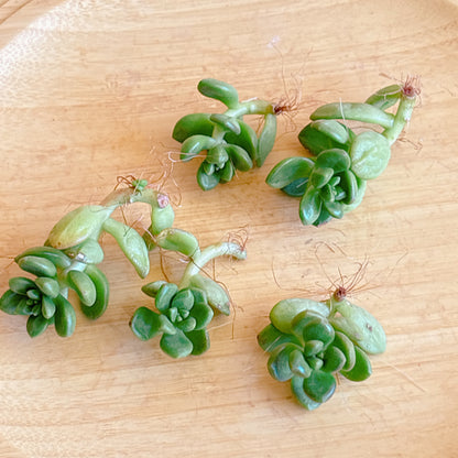 丸葉松の緑　A品　カット苗