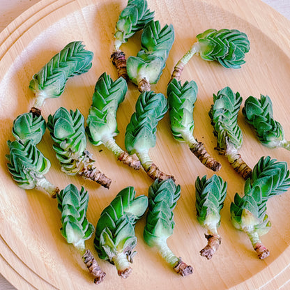 ブッダテンプル　A品　カット苗