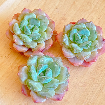 ピンクモリー　A品　カット苗