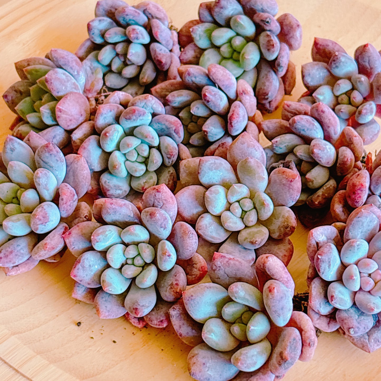 ハーフサマー　A品　カット苗