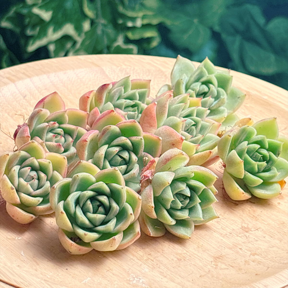 ダイアナ　A品　カット苗