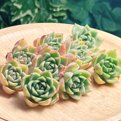 ダイアナ　A品　カット苗