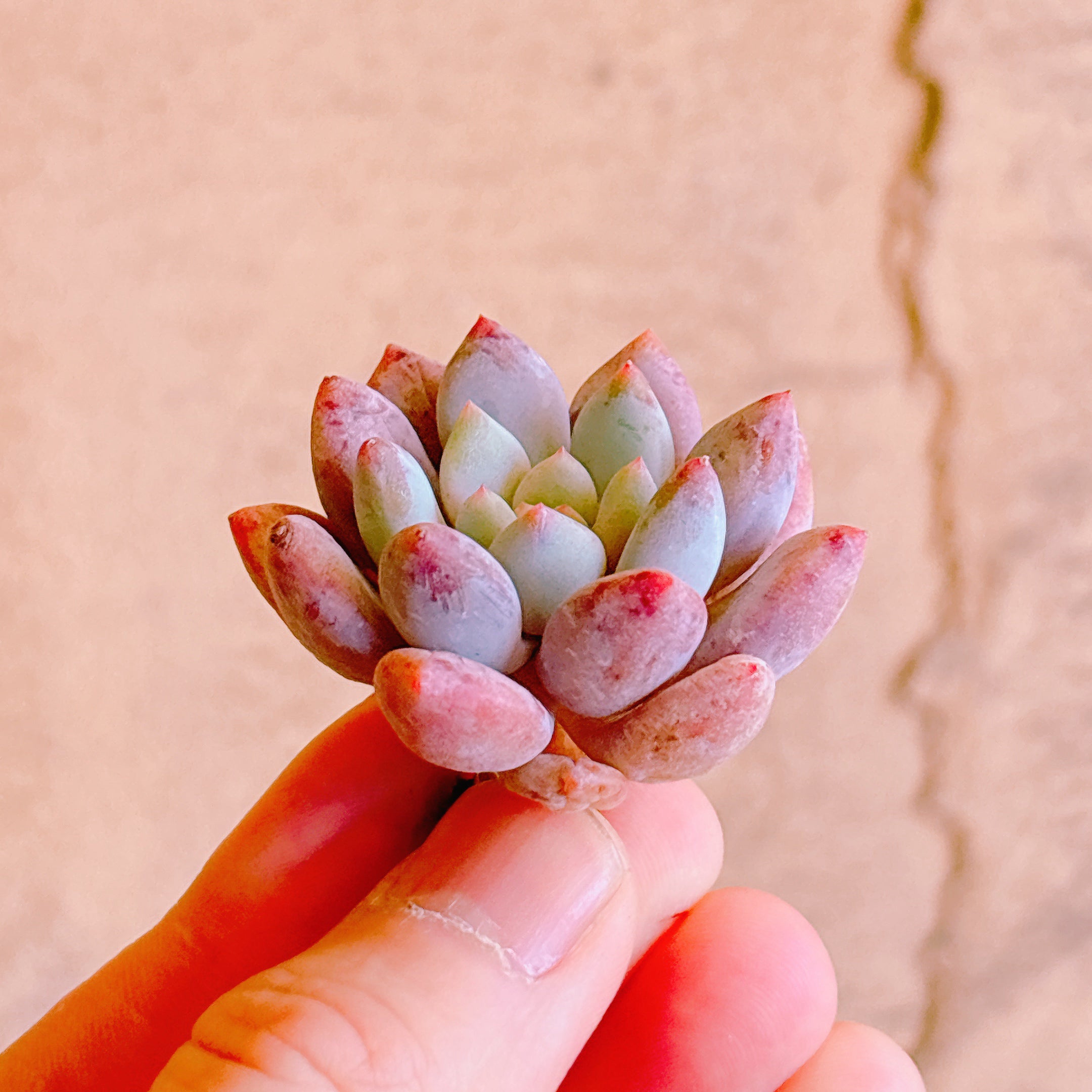 ハーフサマー A品 カット苗 – Bull Succulent
