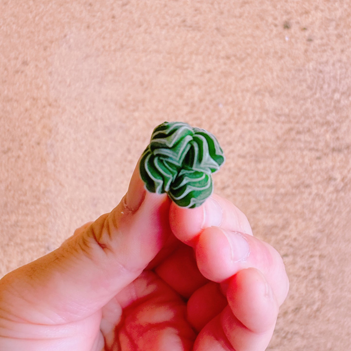 ブッダテンプル　A品　カット苗