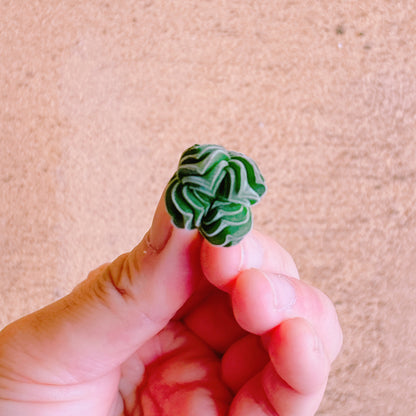 ブッダテンプル　A品　カット苗