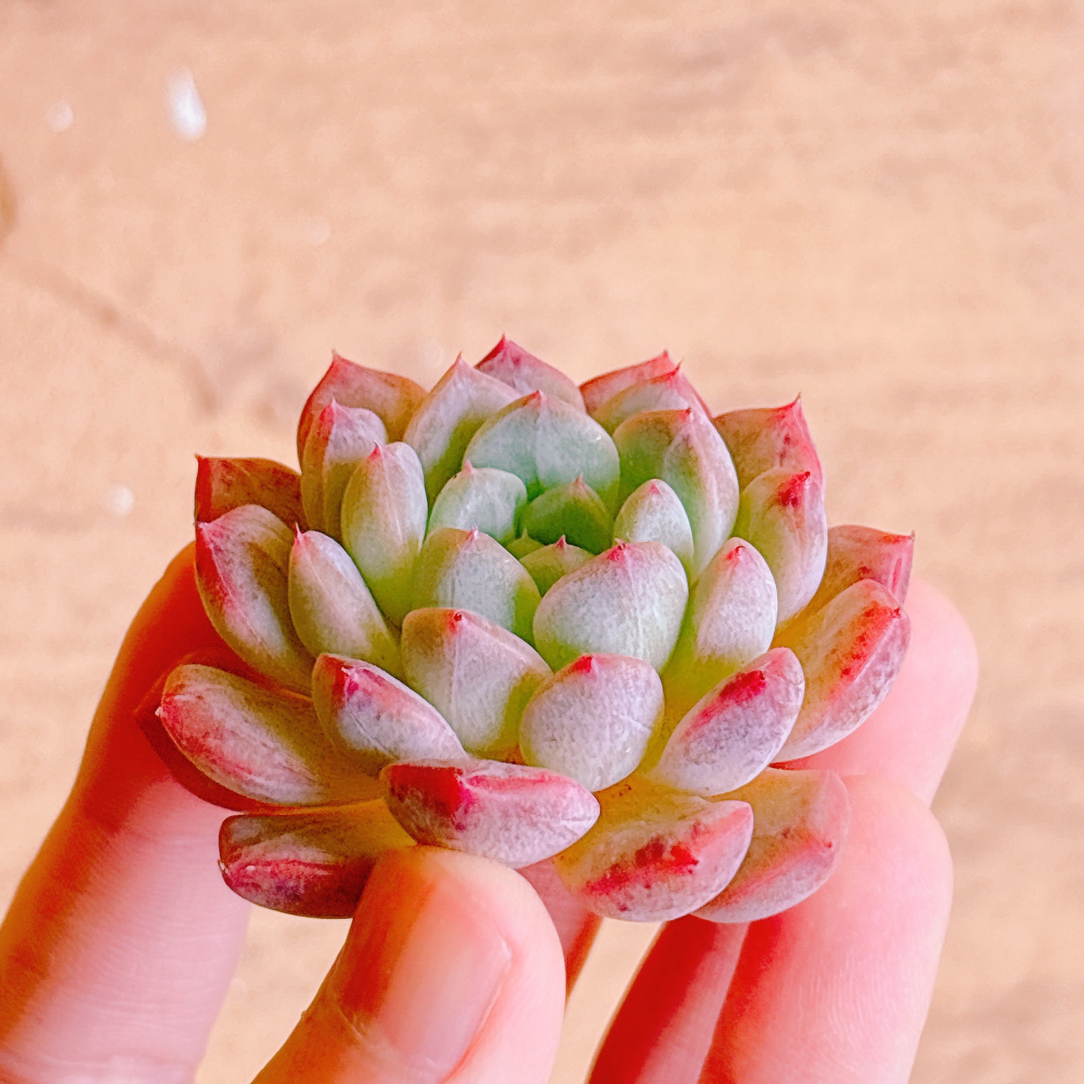 パンダ A品 カット苗 – Bull Succulent