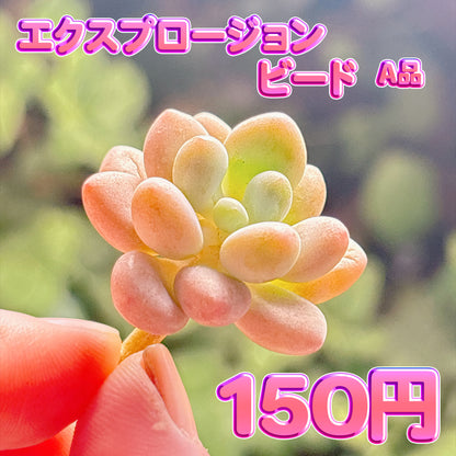 エクスプロージョンビード　A品　カット苗