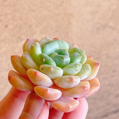 ピンクモリー　A品　カット苗