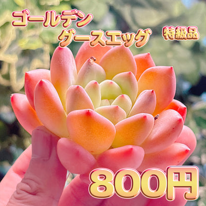 ゴールデングースエッグ　特級品　カット苗