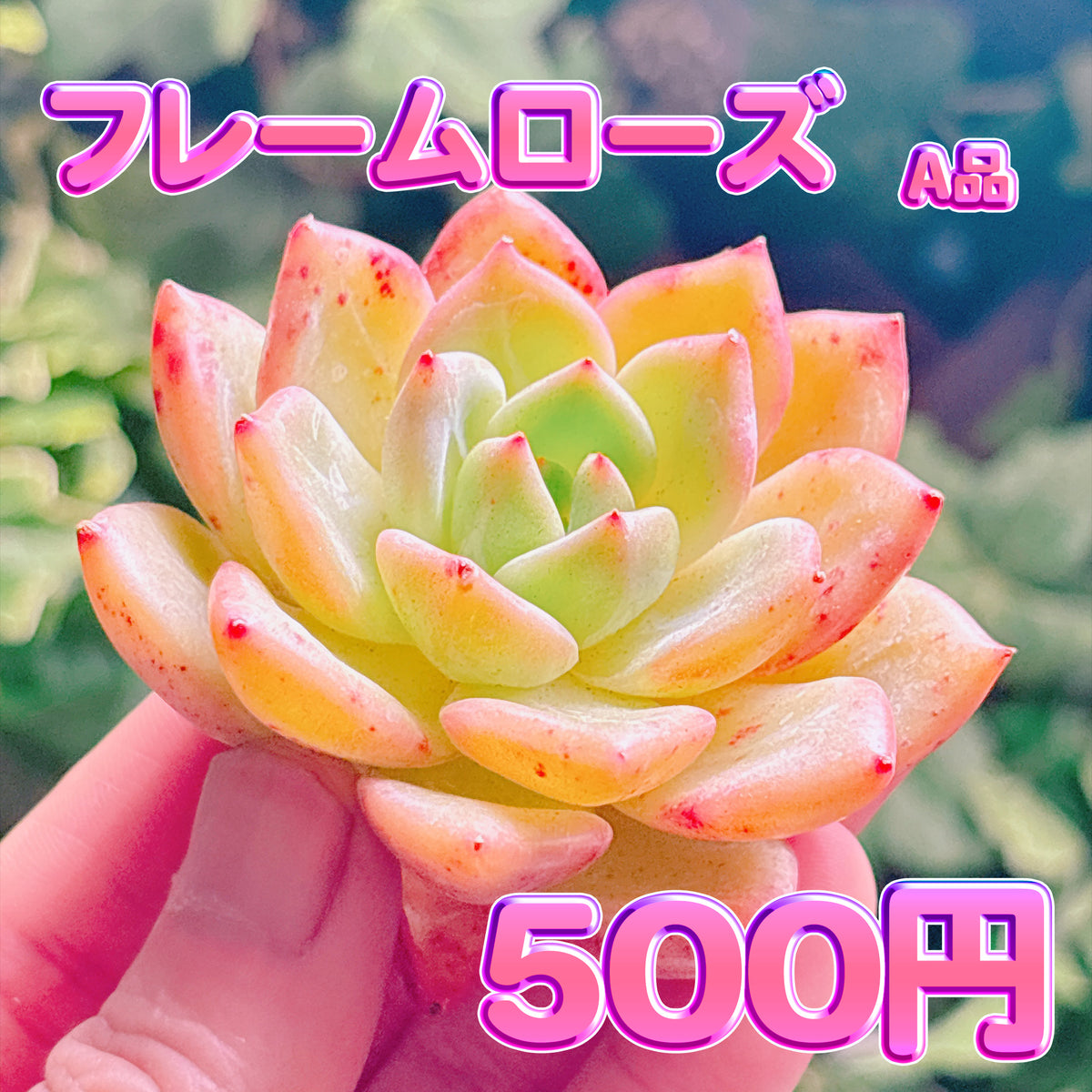 フレームローズ　A品　カット苗
