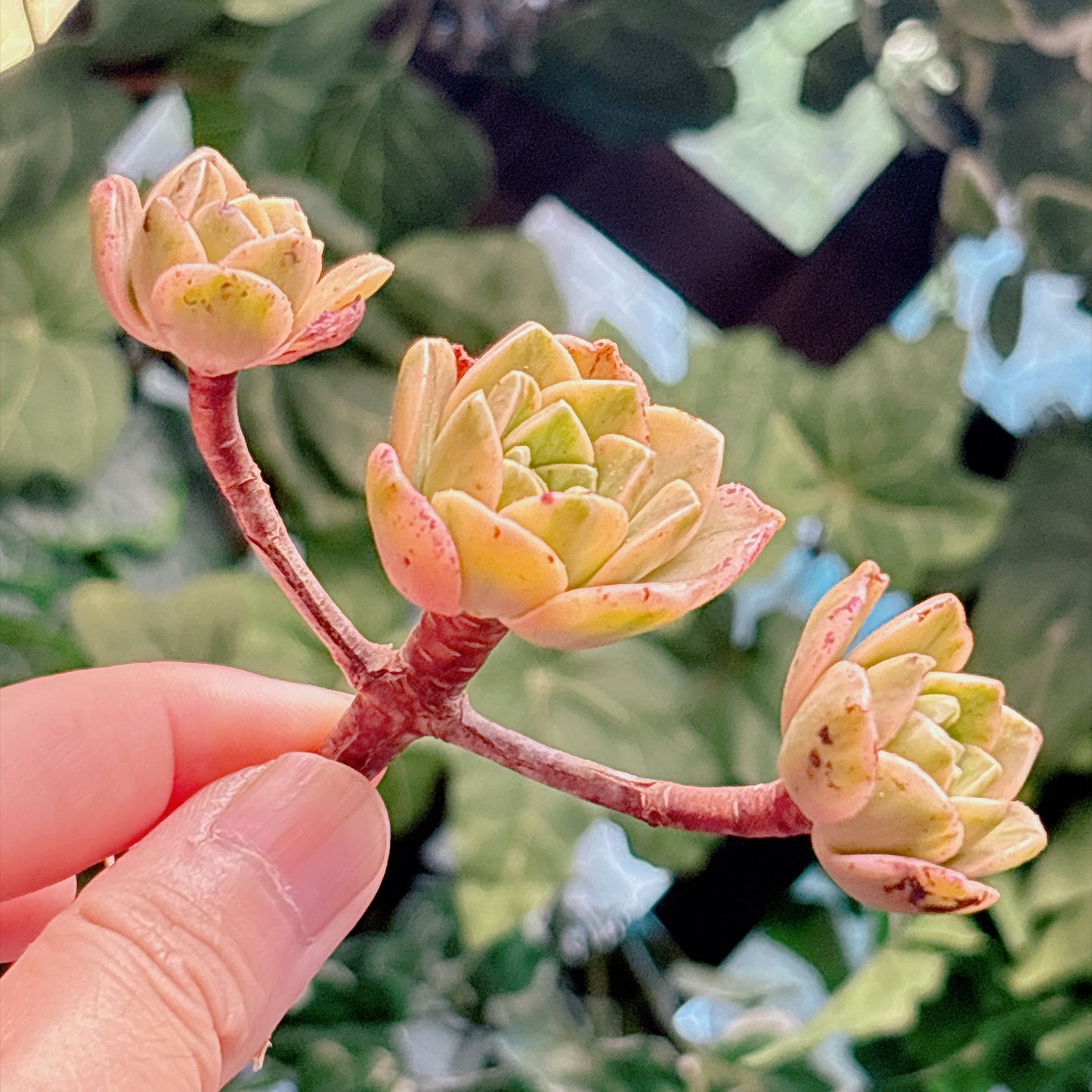 多肉植物