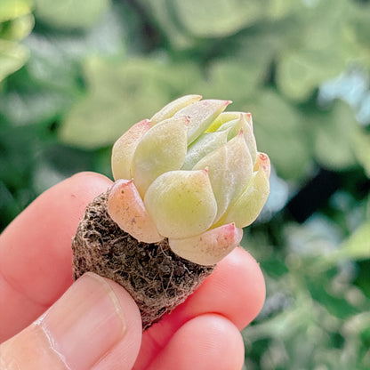 多肉植物