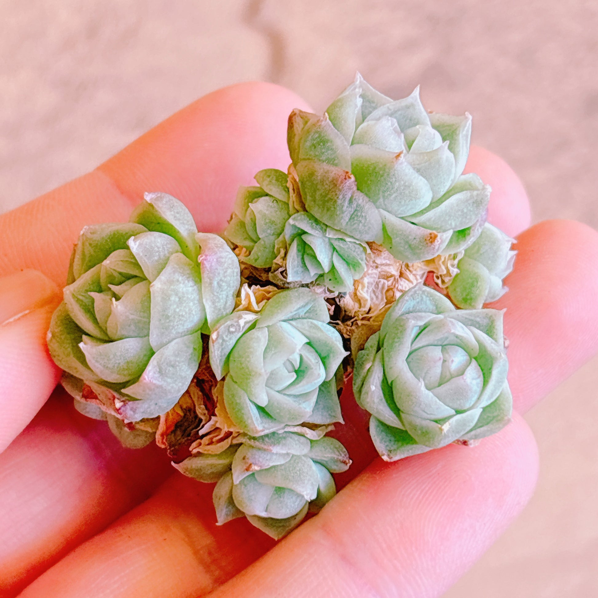 多肉植物