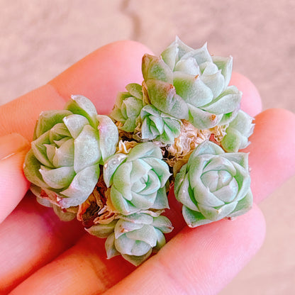 多肉植物