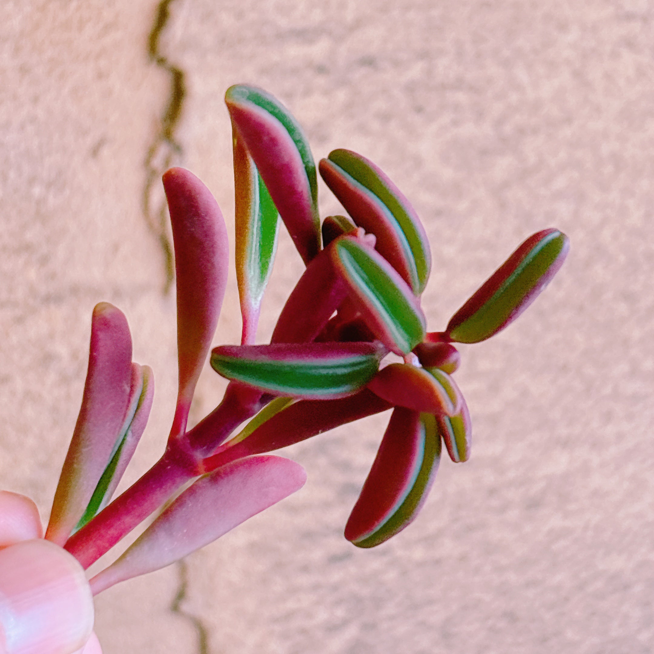 新商品 – Bull Succulent