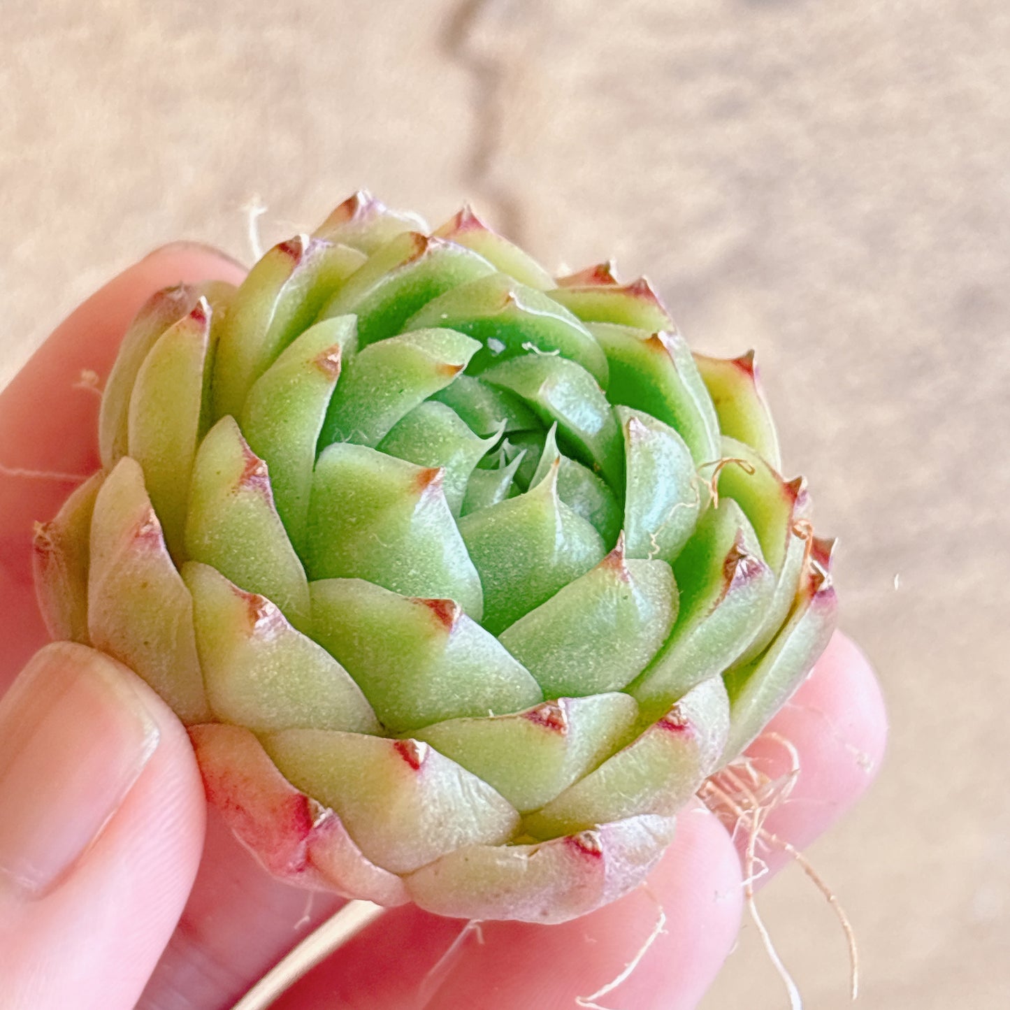 多肉植物