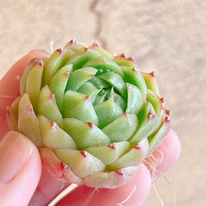 多肉植物