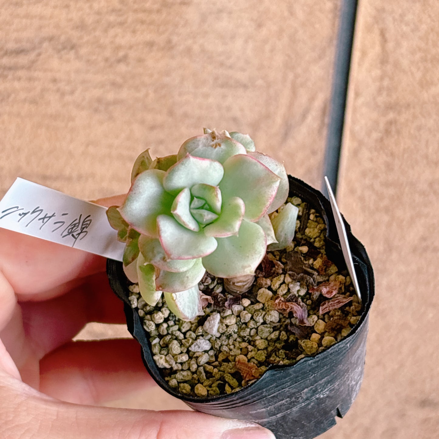 多肉植物