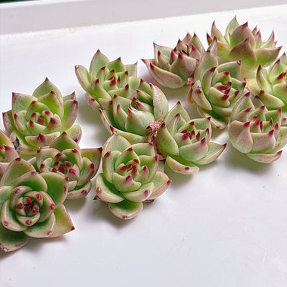 多肉植物