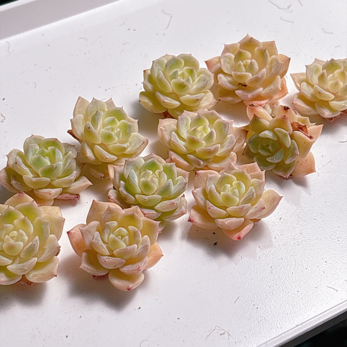 多肉植物