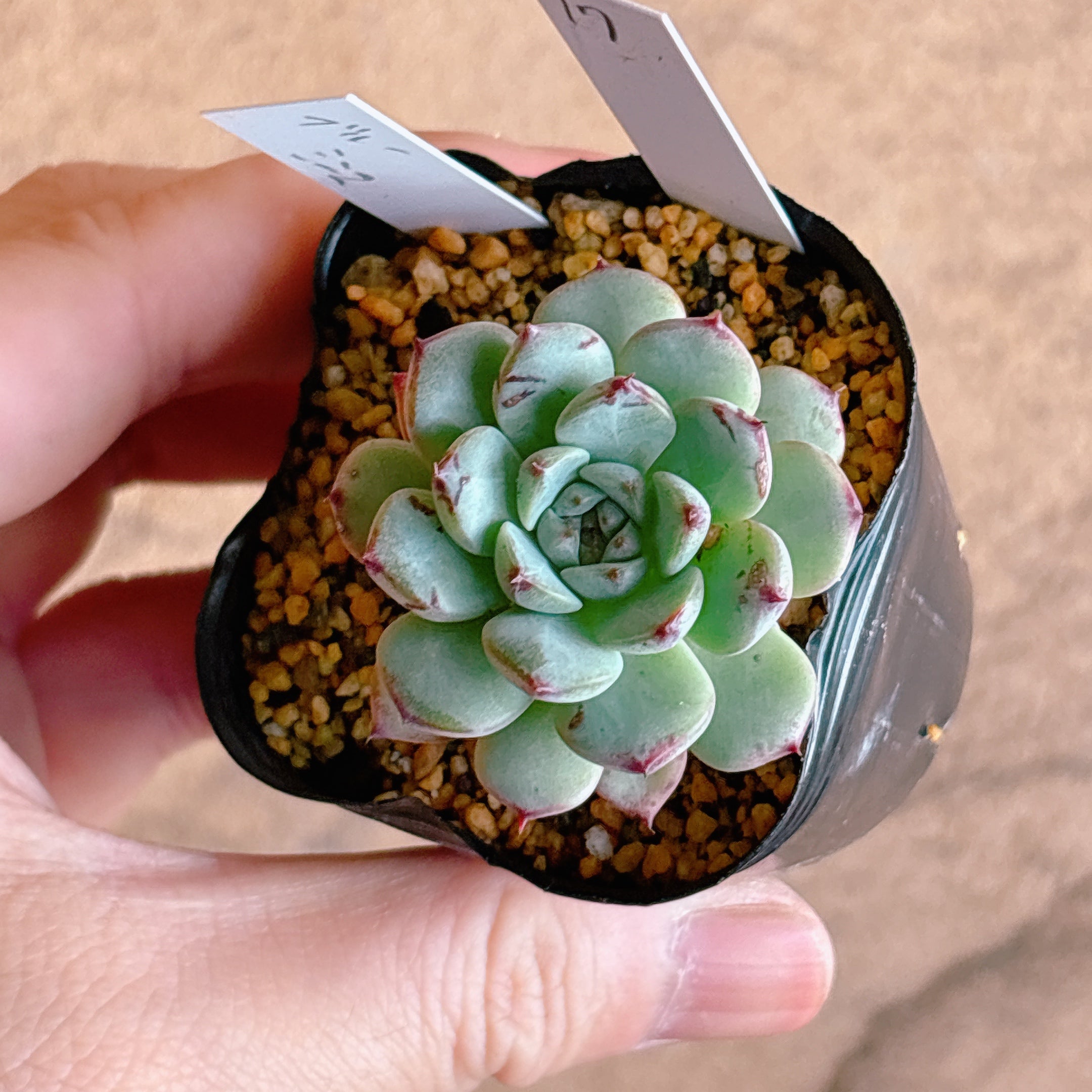多肉植物の販売・通販サイト | Bull Succulent(ブルサキュレント)