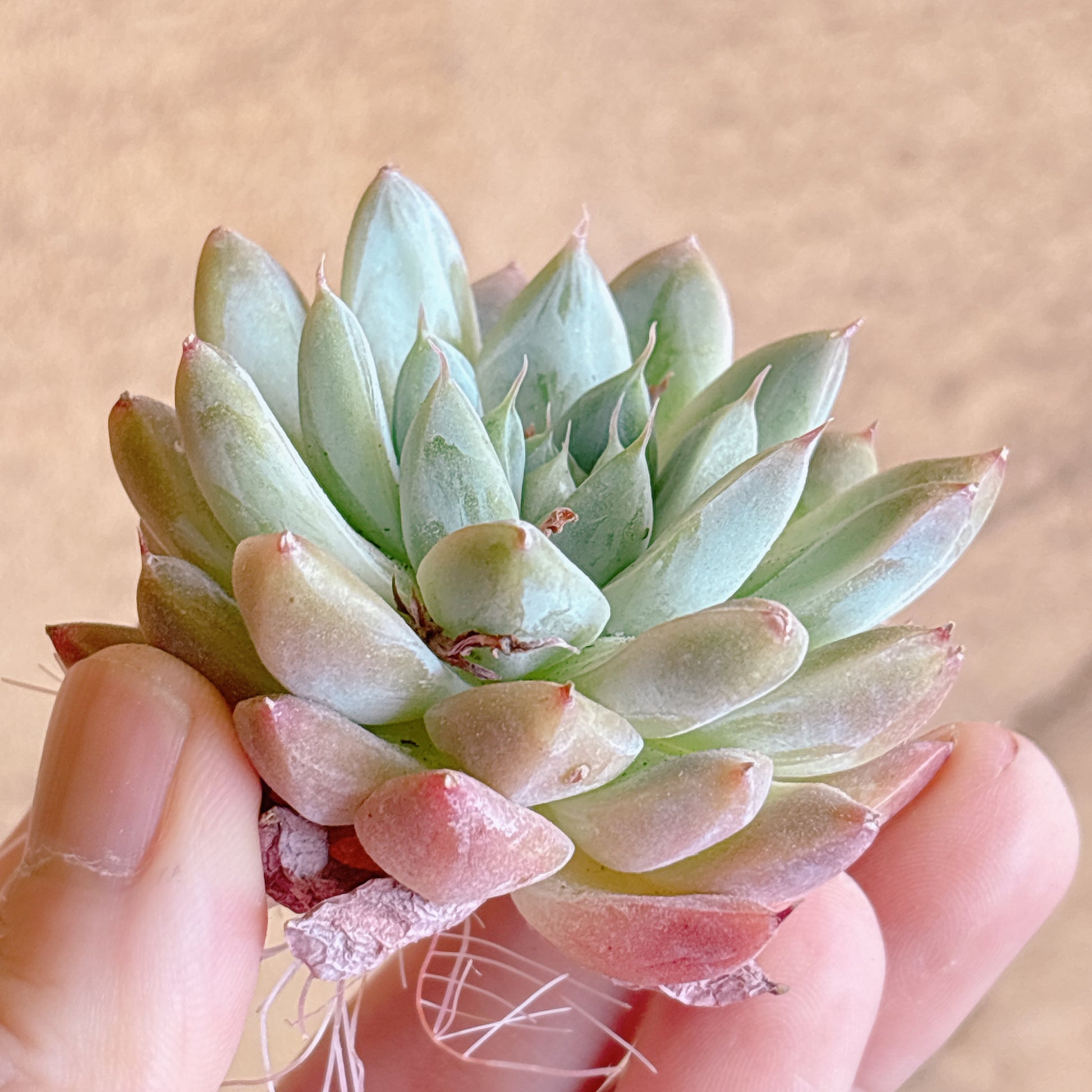 多肉植物