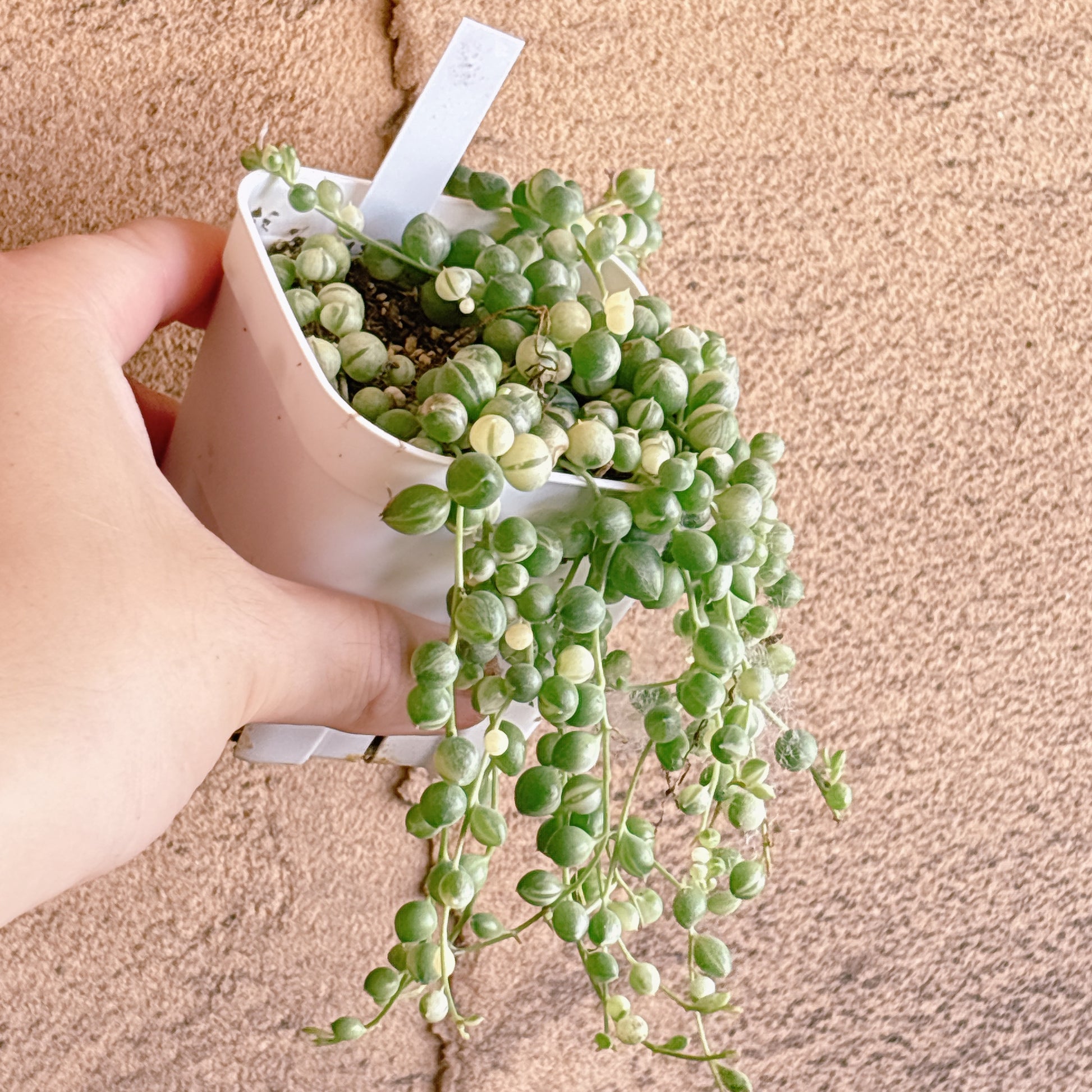多肉植物