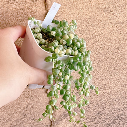 多肉植物
