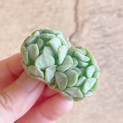多肉植物
