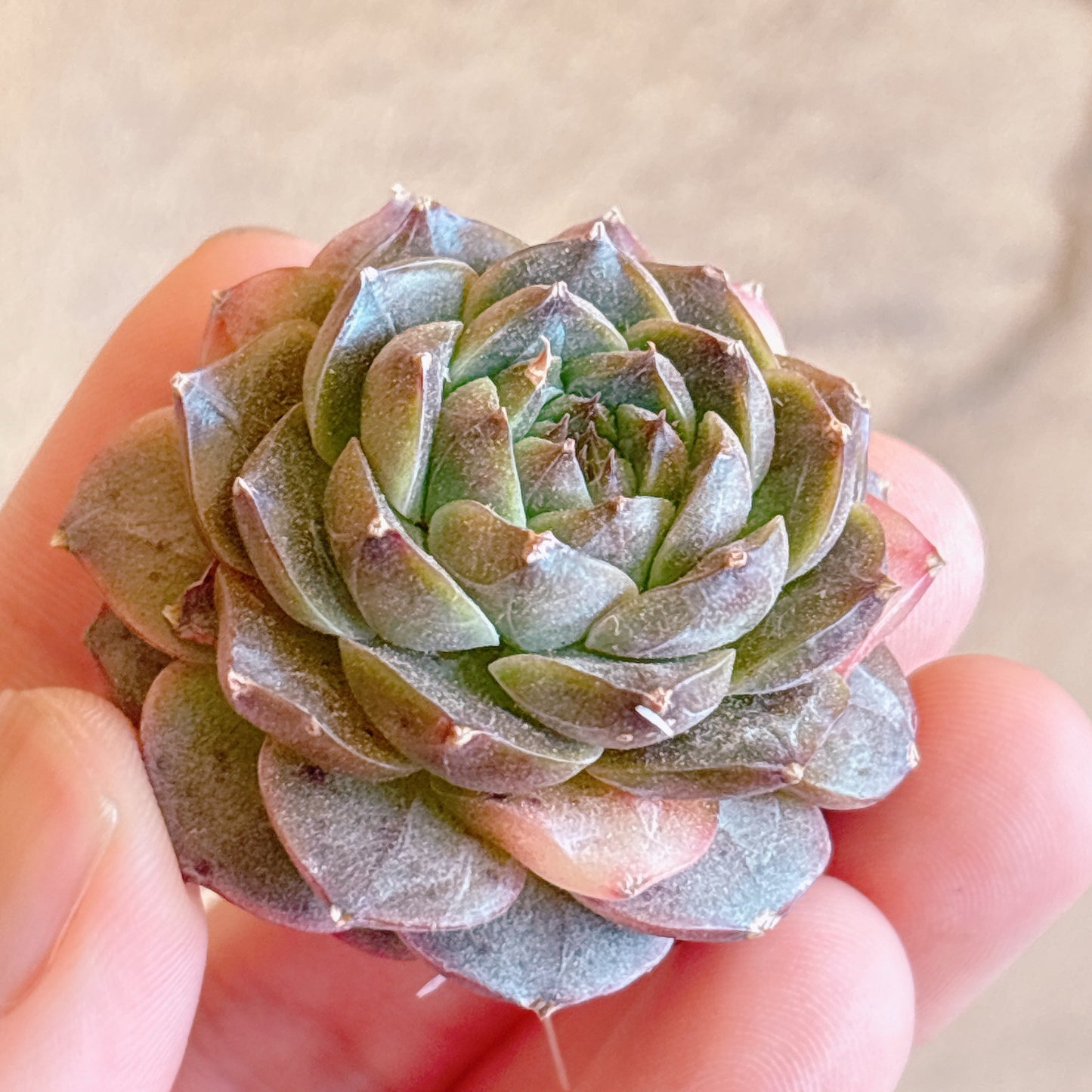 多肉植物