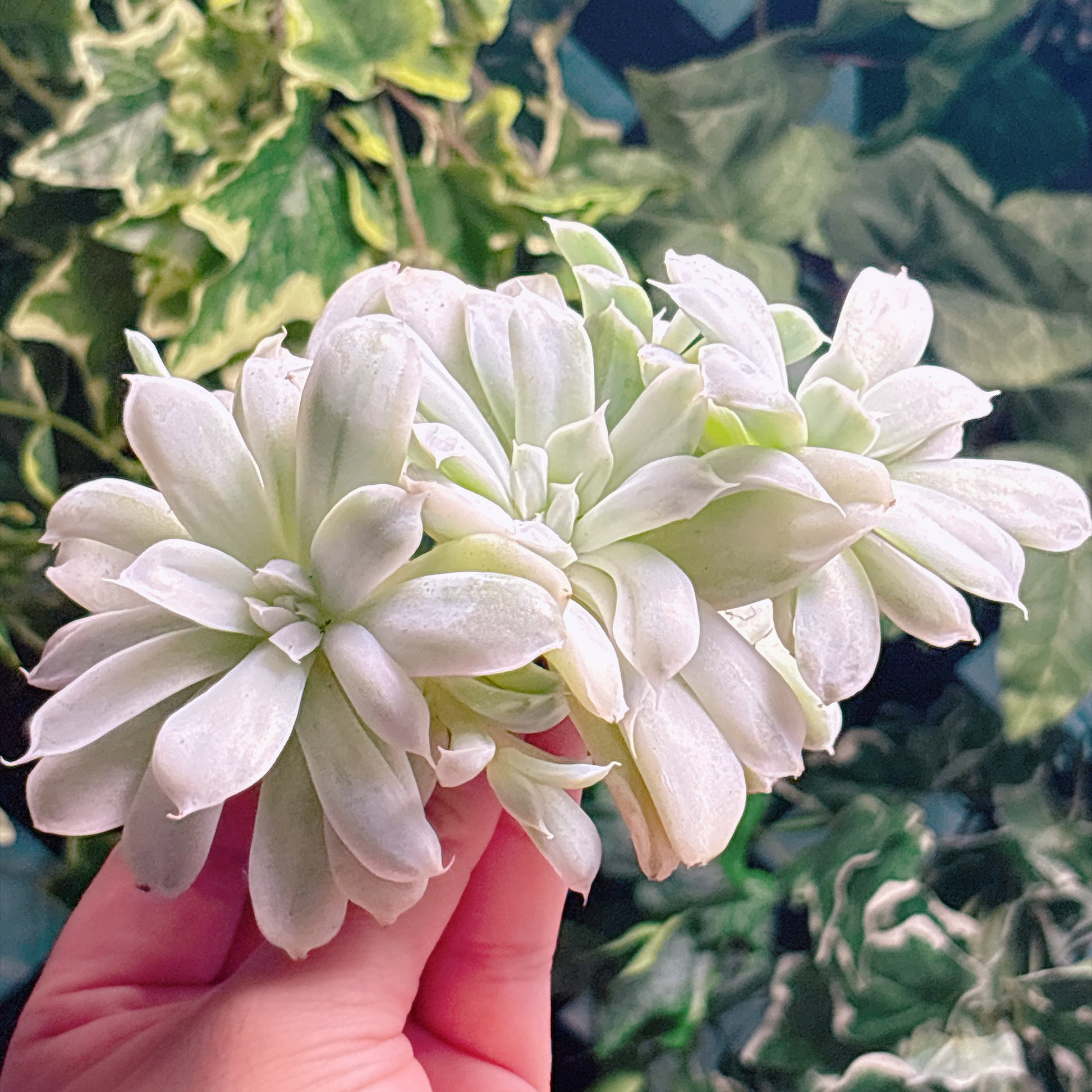 多肉植物