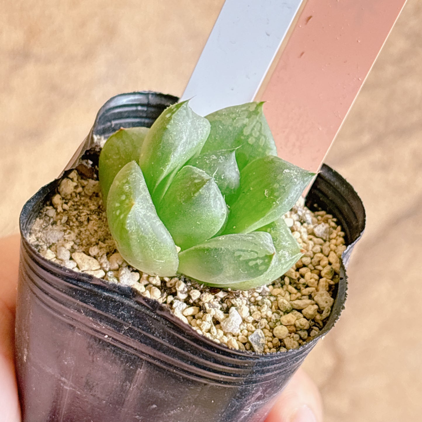 多肉植物