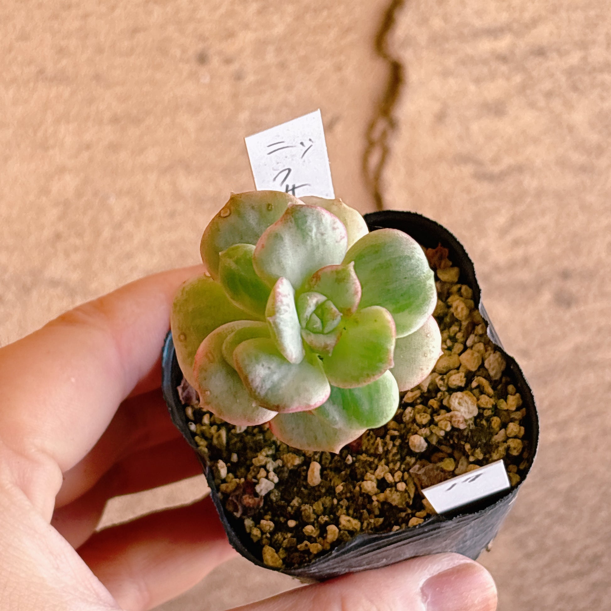 多肉植物