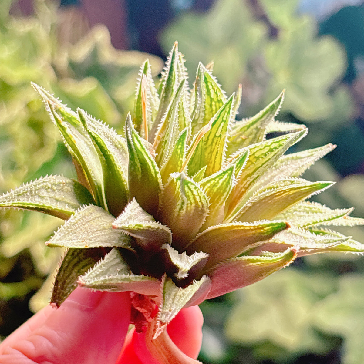 多肉植物