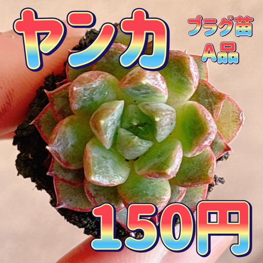 ヤンカ　A品　プラグ苗