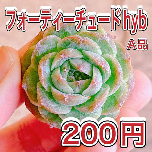 フォーティーチュードhyb　A品　カット苗