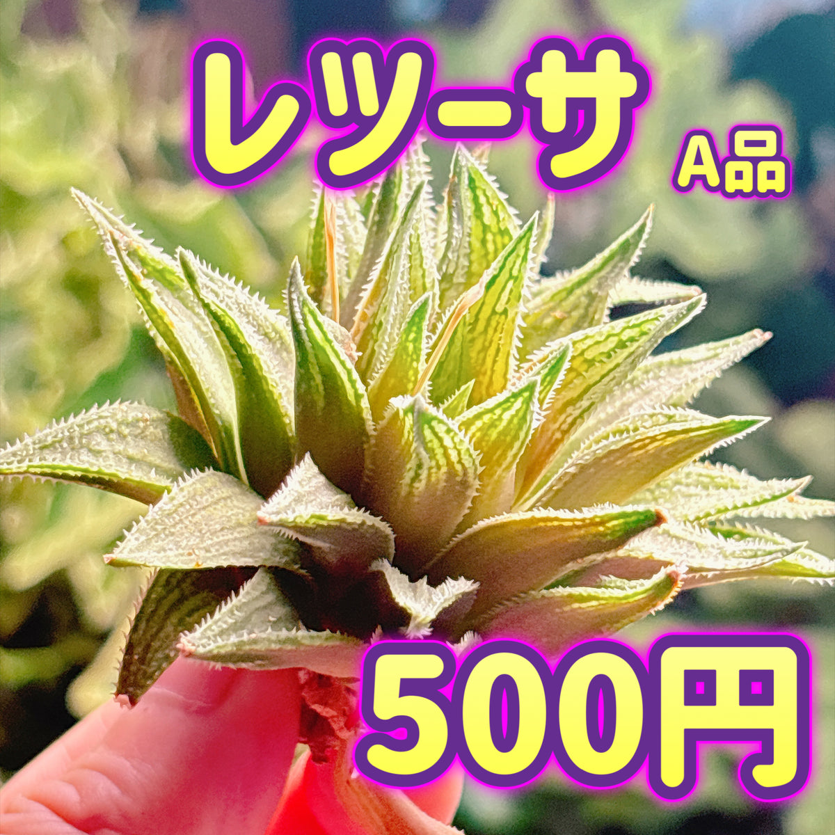 レツーサ　A品　カット苗