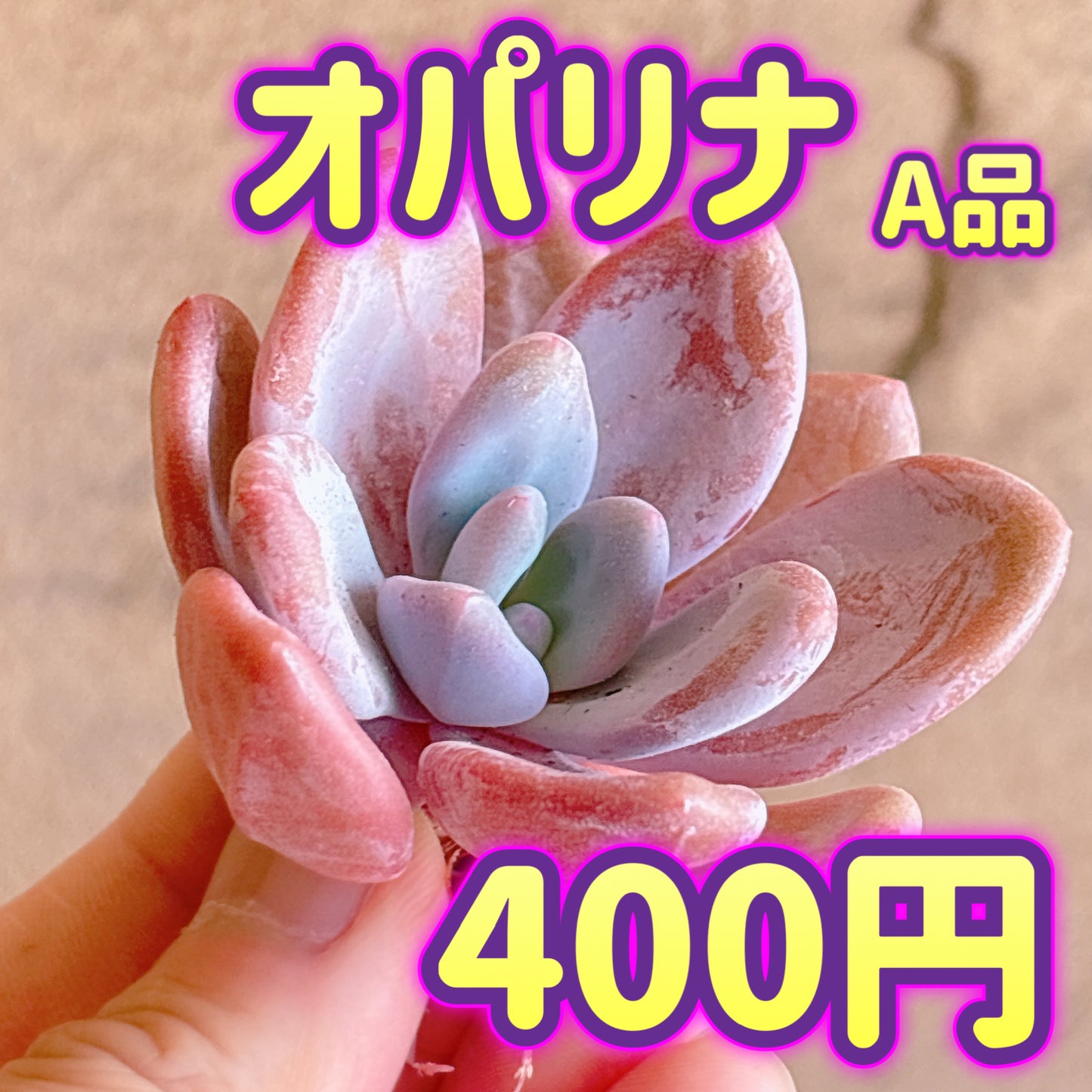 オパリナ　A品　カット苗