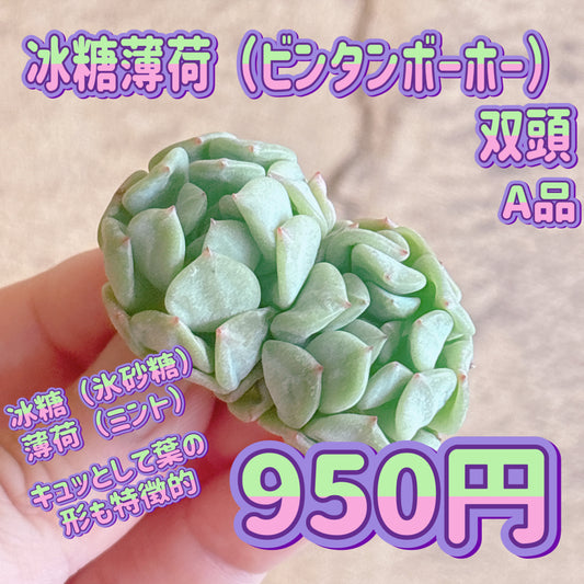 冰糖薄荷（ビンタンボーホー）双頭　A品　カット苗