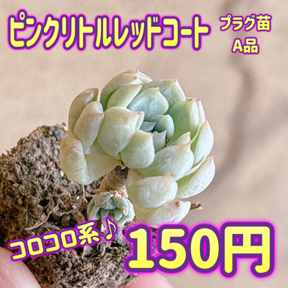 ピンクリトルレッドコート　A品　プラグ苗