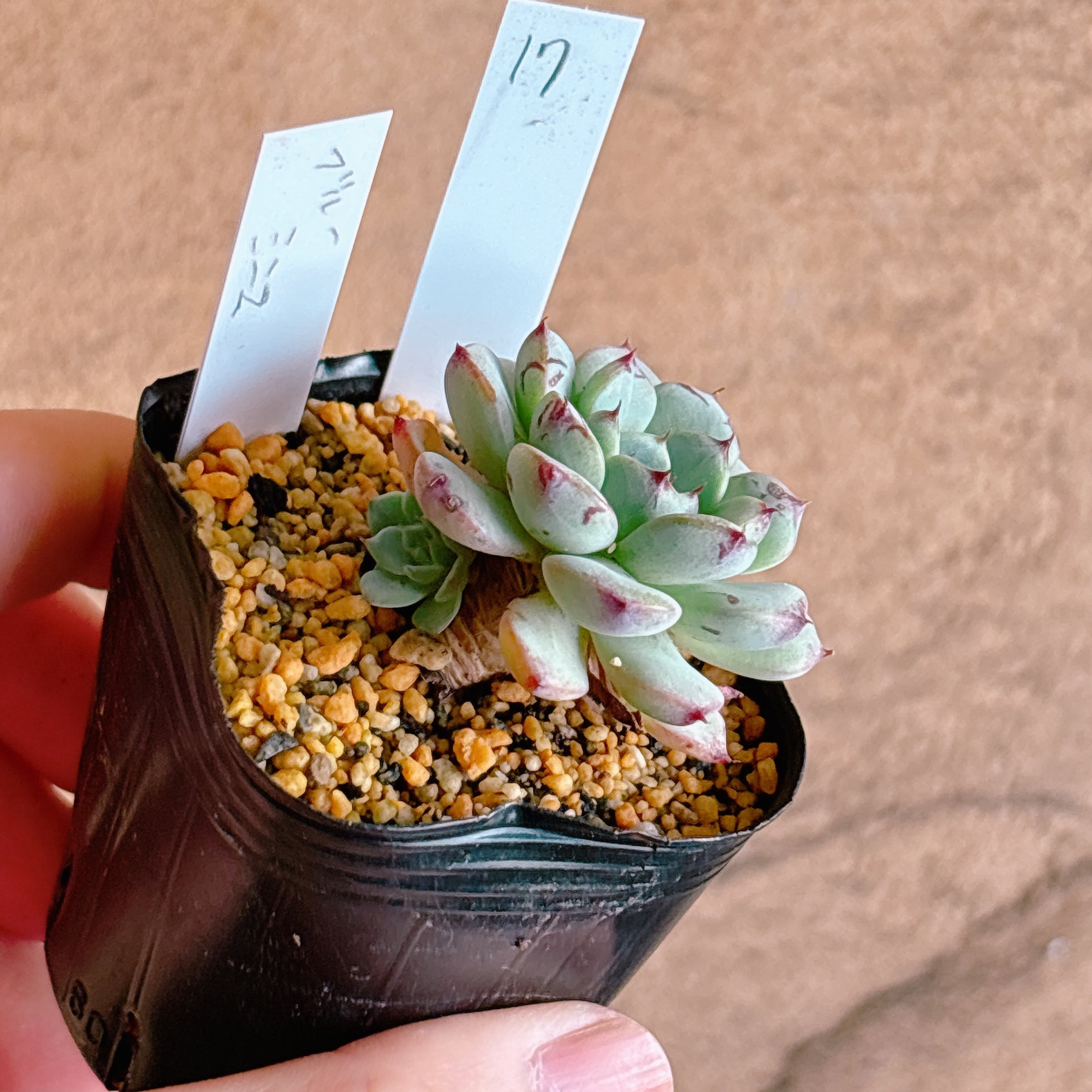 多肉植物の販売・通販サイト | Bull Succulent(ブルサキュレント)